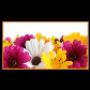 Fiori
