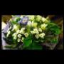Fiori