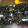 cozze da arborea