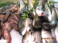 Pescheria Regina