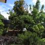 Alberi