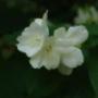 Fiori