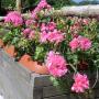 Gerani all'ingresso delle camere