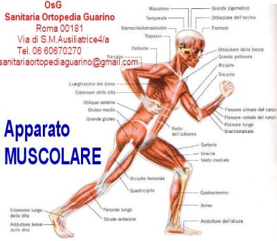 Apparato-muscolare