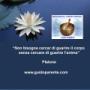 FIORE DI LOTO