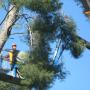 Abbattimento alberature pino pericolanti