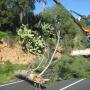 Abbattimento alberi lungo strada statale