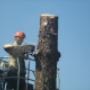 messa in sicurezza alberatura pericolosa