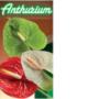 ANTHURIUM