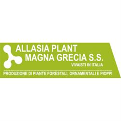 Allasia Plant Magna Grecia S.S.