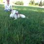 PASSEGGIATE RILASSANTI PER CANI