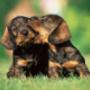 PUPPY CLASS