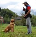 educazione-cane