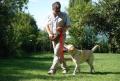 mobility dog