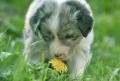 puppy-class-personal