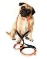 servizio di dog sitter a parma e zone limitrofe