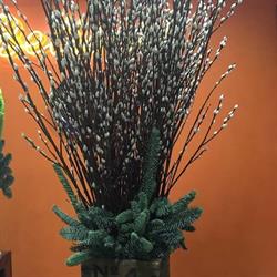 Belisari Floreal SRL