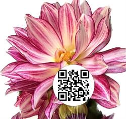 Pagano Fiori SRL