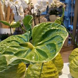 Decoflowers Di Sansonne Giuseppe