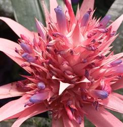 ORTOFLORICOLTURA FIORERIA Zaccaria Ilenia