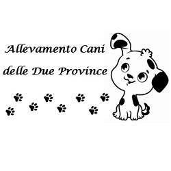 Allevamento Cani Delle Due Province