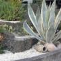 Piante Grasse