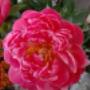 Fiori Freschi Fiorenza
