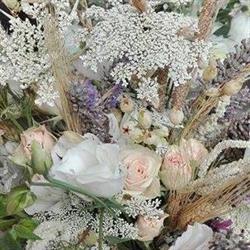 Fiori e Piante Fiorenza