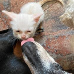 Ambulatorio Veterinario Dott.Ssa Laterza Tiziana Medico Chirurgo