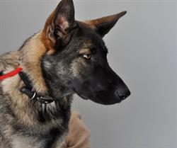 Clinica Veterinaria Il Borgo