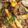 Brognoli Milena Servizi Ecologici