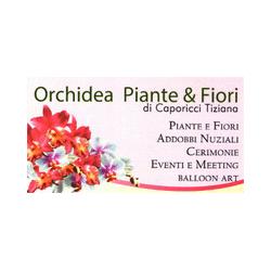 Orchidea Piante e Fiori