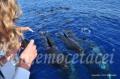 Whale Watch - Avvistamento cetacei