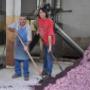 Distilleria Paolazzi