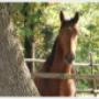Potete andare a cavallo