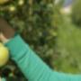 Fruit Modena Group   Pere