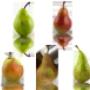 Fruit Modena Group   Pere
