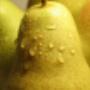 Fruit Modena Group   Pere