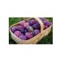 Fruit Modena Group   Susine