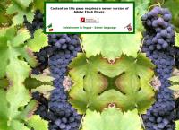 Sito di Azienda Agricola Podere Ghiole Di Barsottini Piero