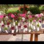 Wedding Planner