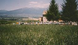 Apicoltura Piovesan Di Baggio Alessandra