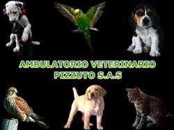 Ambulatorio Veterinario Pizzuto SAS Di Cholewinska Mariola Ewa & C.