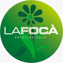 La Focà Ortofloricola Di Monterosso Giulio & C. Soc.sempl.