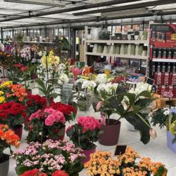Floricoltura Pozzi Renato