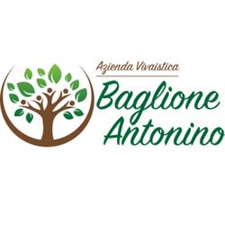Vivai Piante Nino Baglione