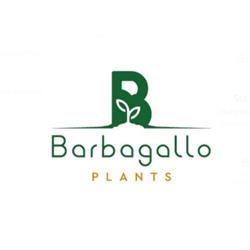 Barbagallo Plants