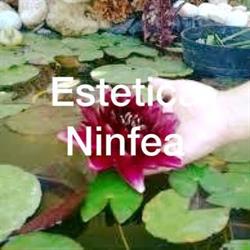 Estetica Ninfea F.m.s.a.s Di Maso Federica & C.