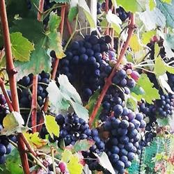Tenuta Tovaglieri Di Tovaglieri Giuliana Agriturismo