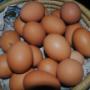 Uova fresche